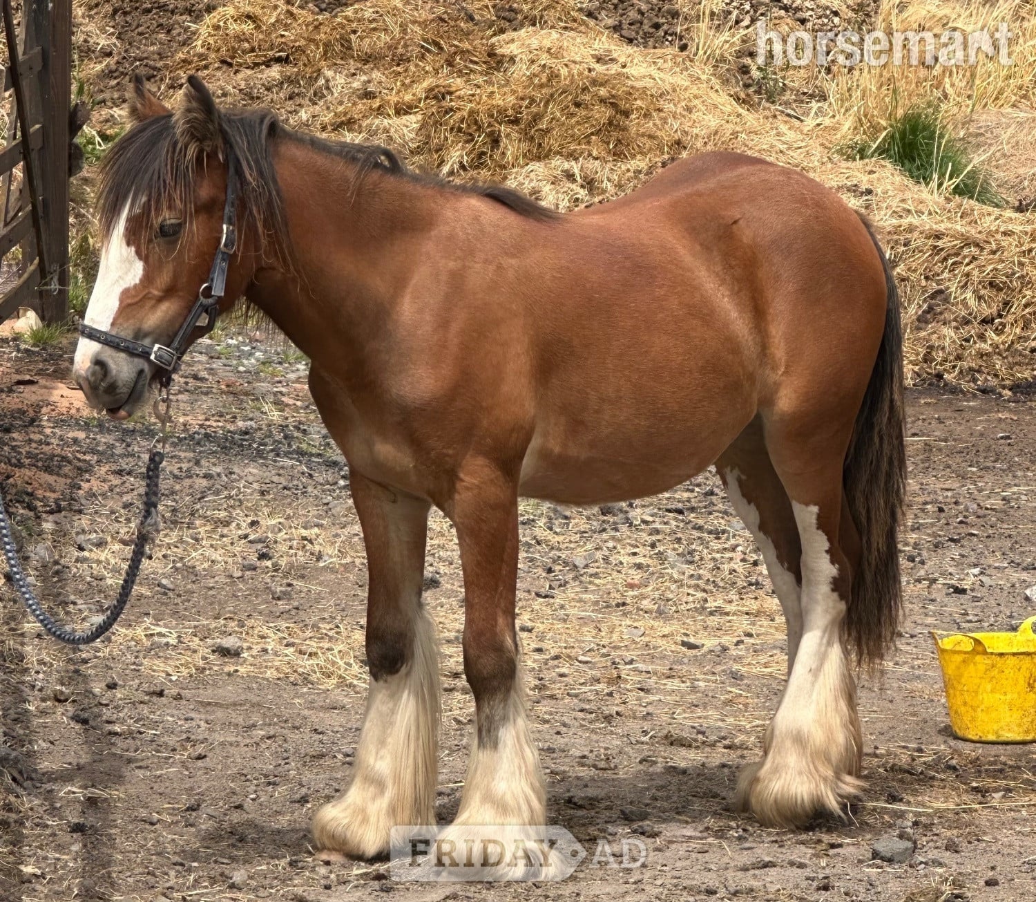 "Princess " Bay Filly Youngstock / Foal - Horses in Wolverhampton