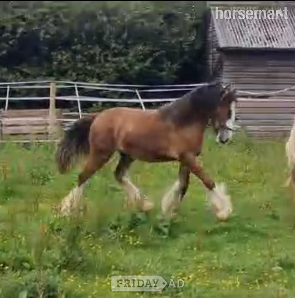 Wolverhampton "Princess " Bay Filly Youngstock / Foal