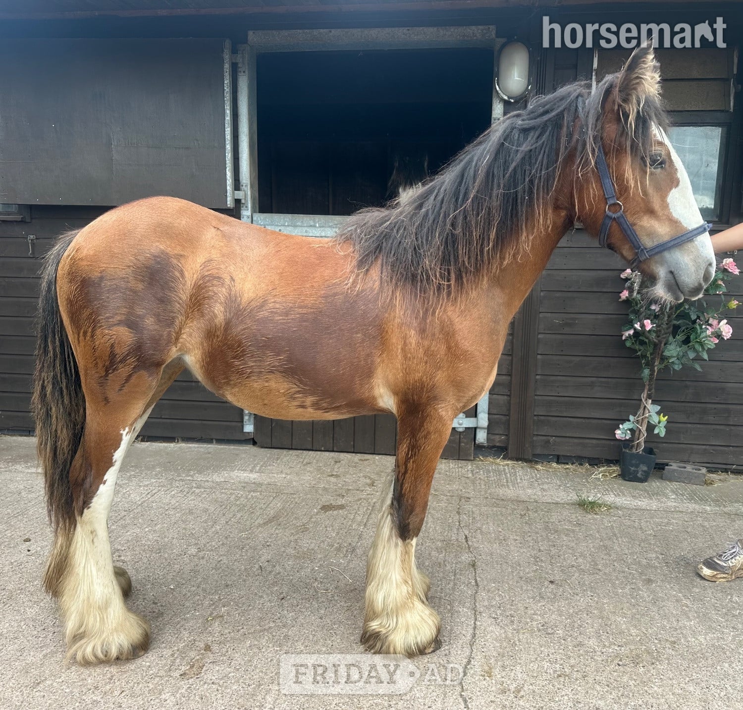 "Princess " Bay Filly Youngstock / Foal