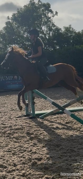 "Tango " Chestnut Gelding All Rounder