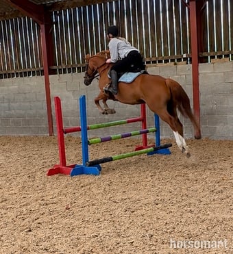 "Tango " Chestnut Gelding All Rounder