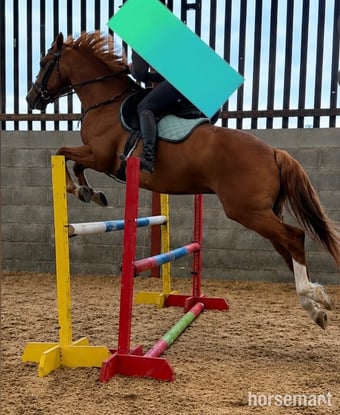 "Tango " Chestnut Gelding All Rounder
