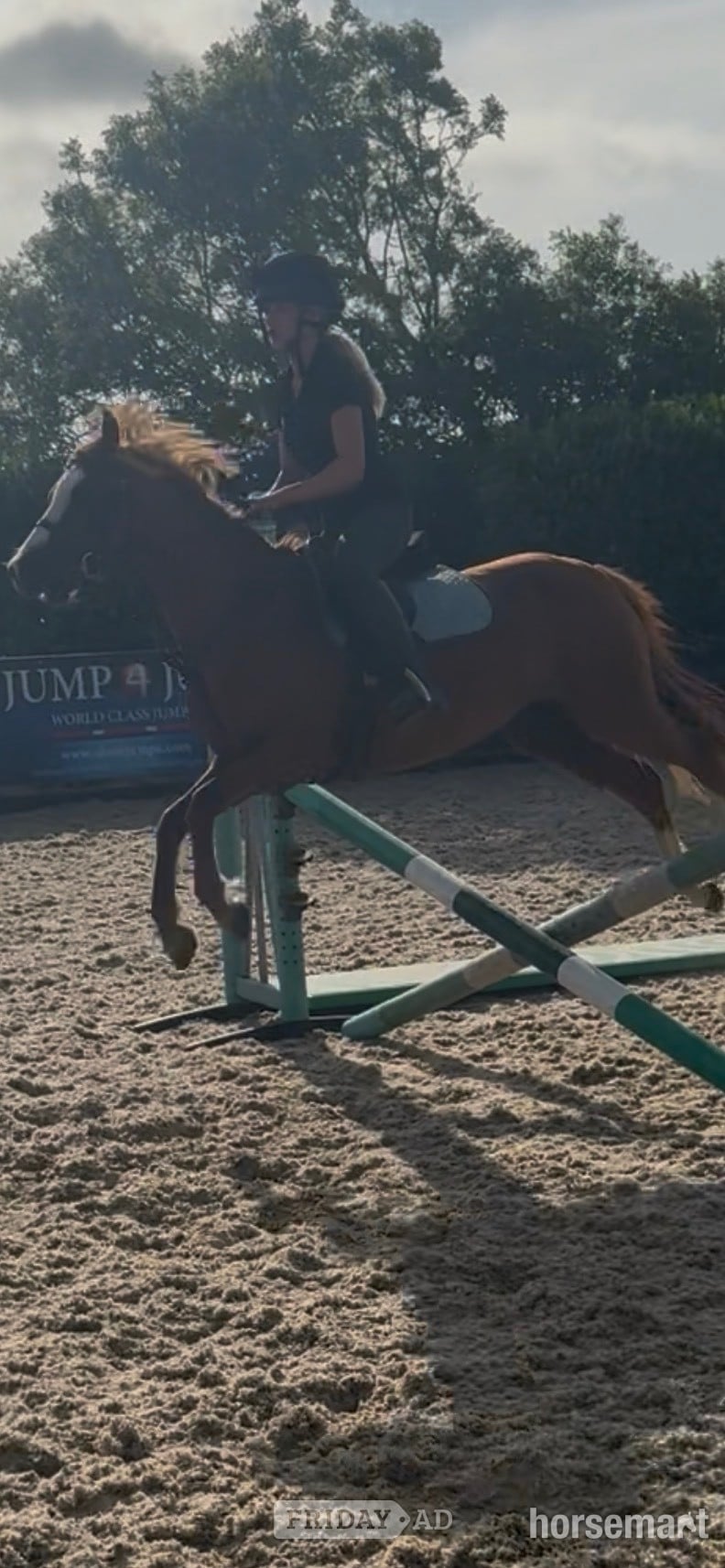 "Tango " Chestnut Gelding All Rounder in Scarborough