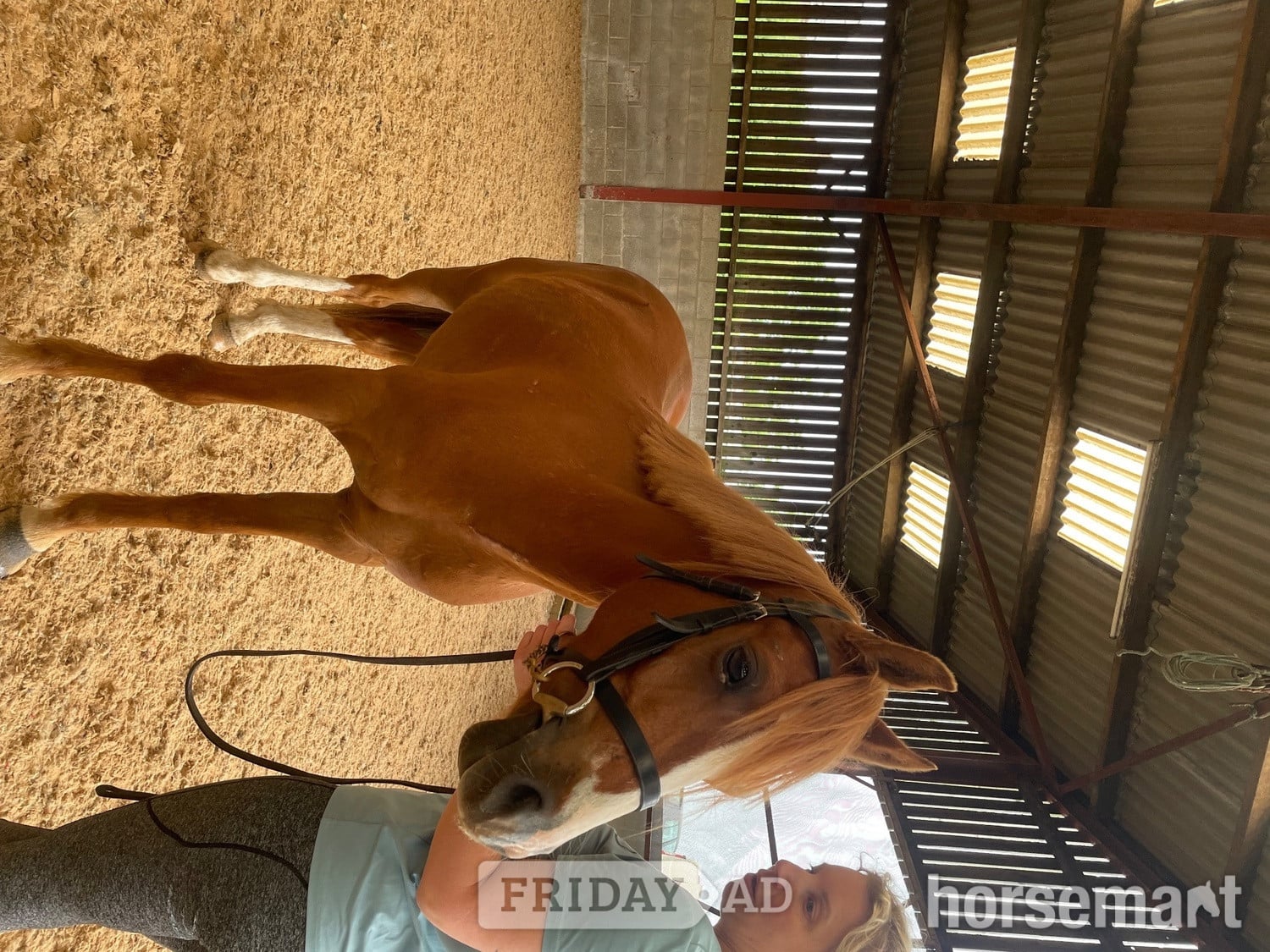 "Tango " Chestnut Gelding All Rounder