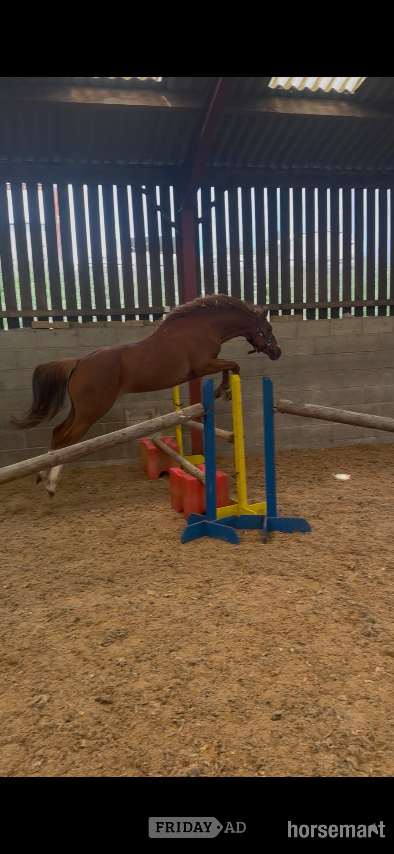 Scarborough "Tango " Chestnut Gelding All Rounder