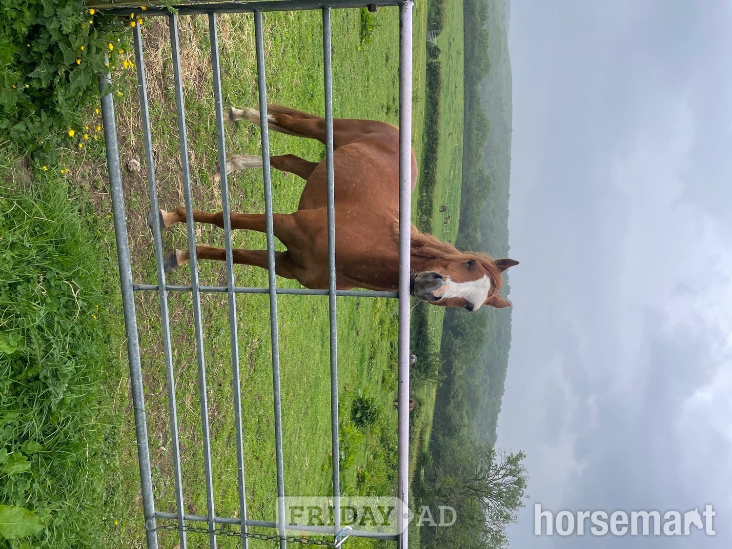 "Tango " Chestnut Gelding All Rounder -  in Scarborough