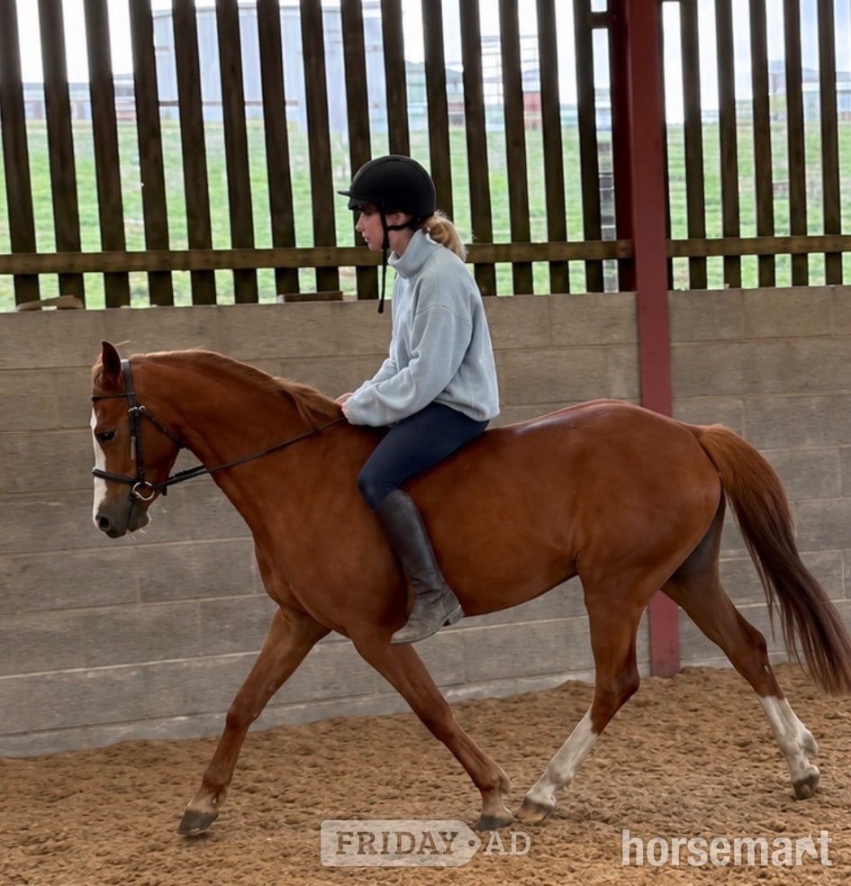 "Tango " Chestnut Gelding All Rounder - 
