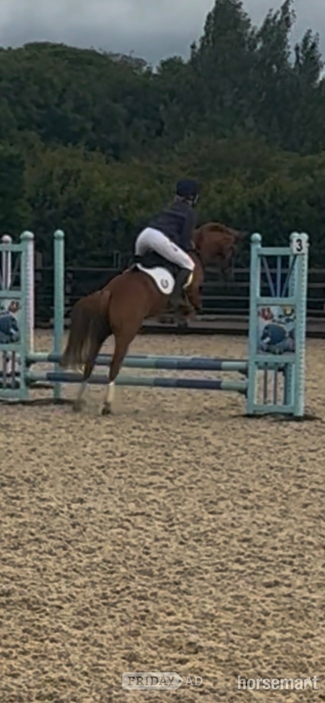 "Tango " Chestnut Gelding All Rounder - Horses