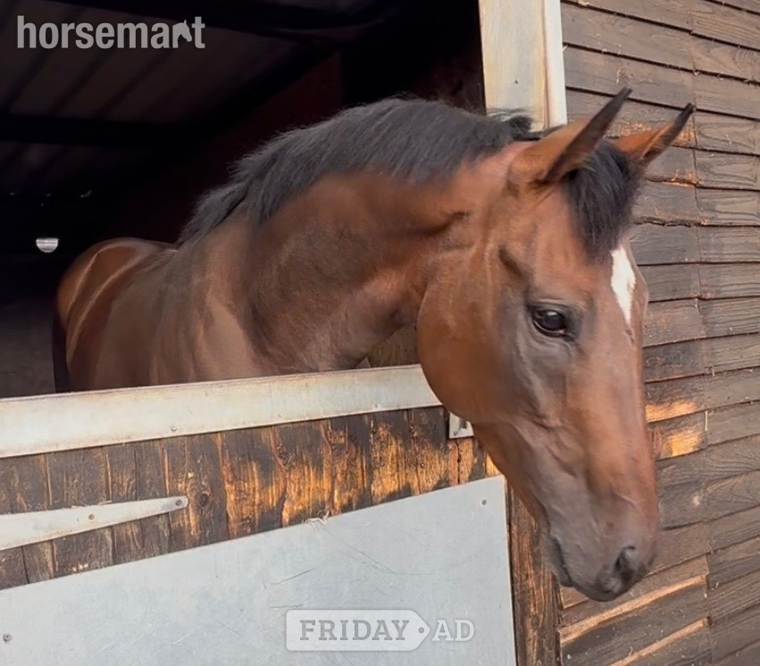 "BANDIT " Bay Colt Ex Racehorse in Newbury