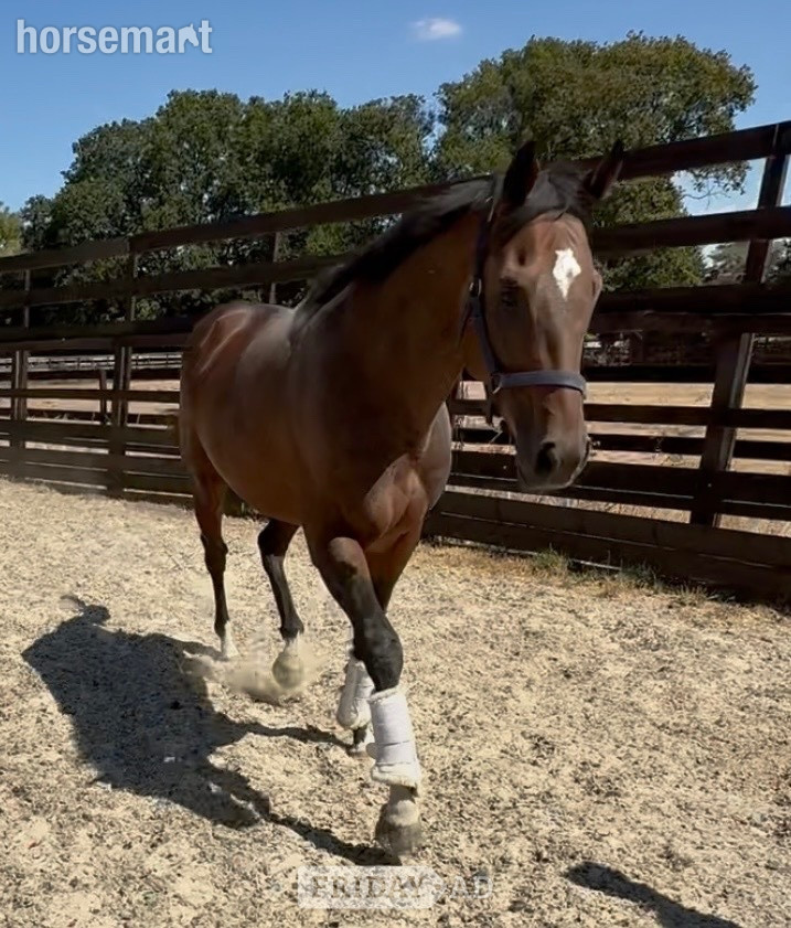 "BANDIT " Bay Colt Ex Racehorse