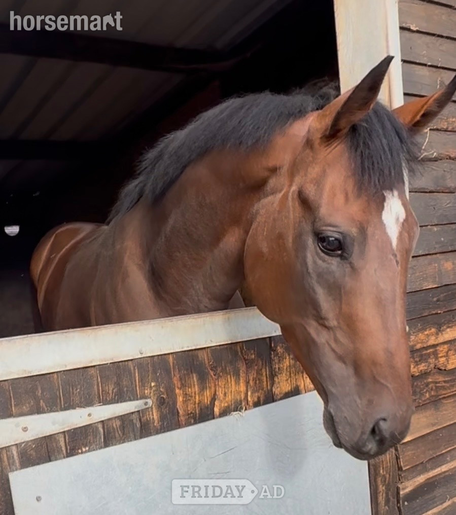 Newbury "BANDIT " Bay Colt Ex Racehorse