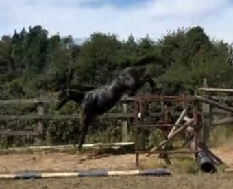 "Dave " Dark Bay Gelding Young Sport Horse