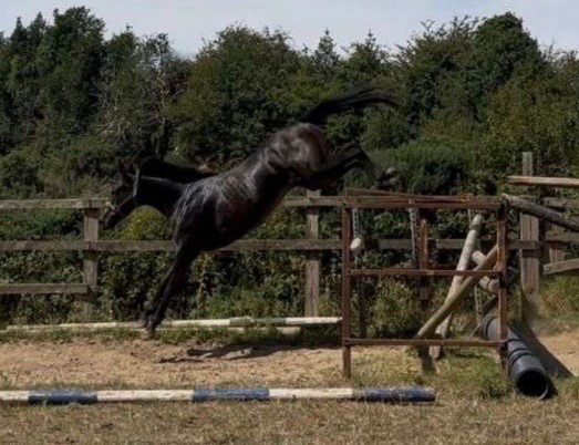 "Dave " Dark Bay Gelding Young Sport Horse