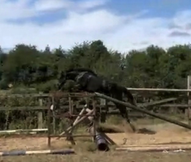 Newbury "Dave " Dark Bay Gelding Young Sport Horse