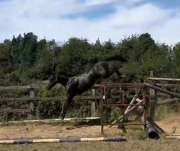 "Dave " Dark Bay Gelding Young Sport Horse - Horses in Newbury