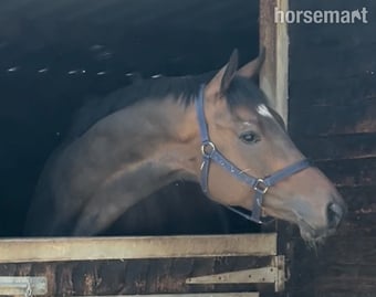 "Dub" Bay Gelding Ex Racehorse