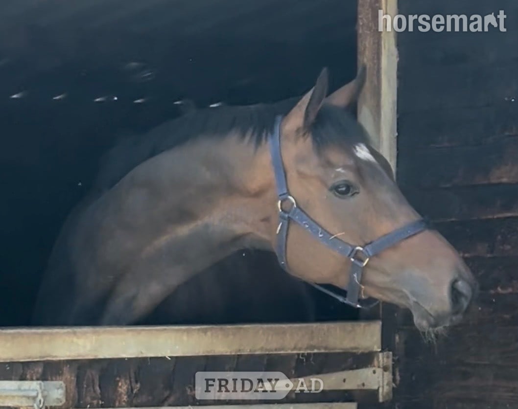 "Dub" Bay Gelding Ex Racehorse in Newbury