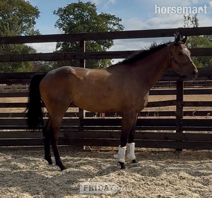 "Dub" Bay Gelding Ex Racehorse