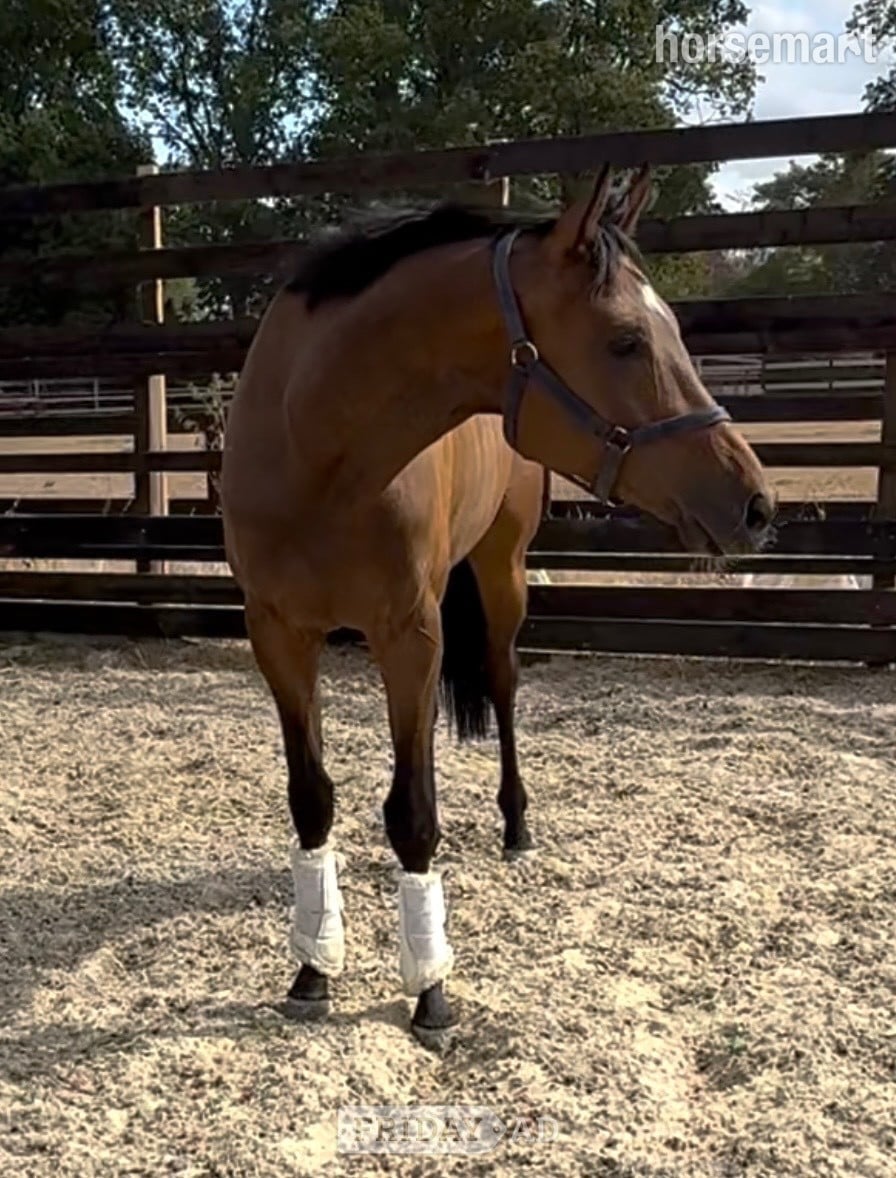 Newbury "Dub" Bay Gelding Ex Racehorse