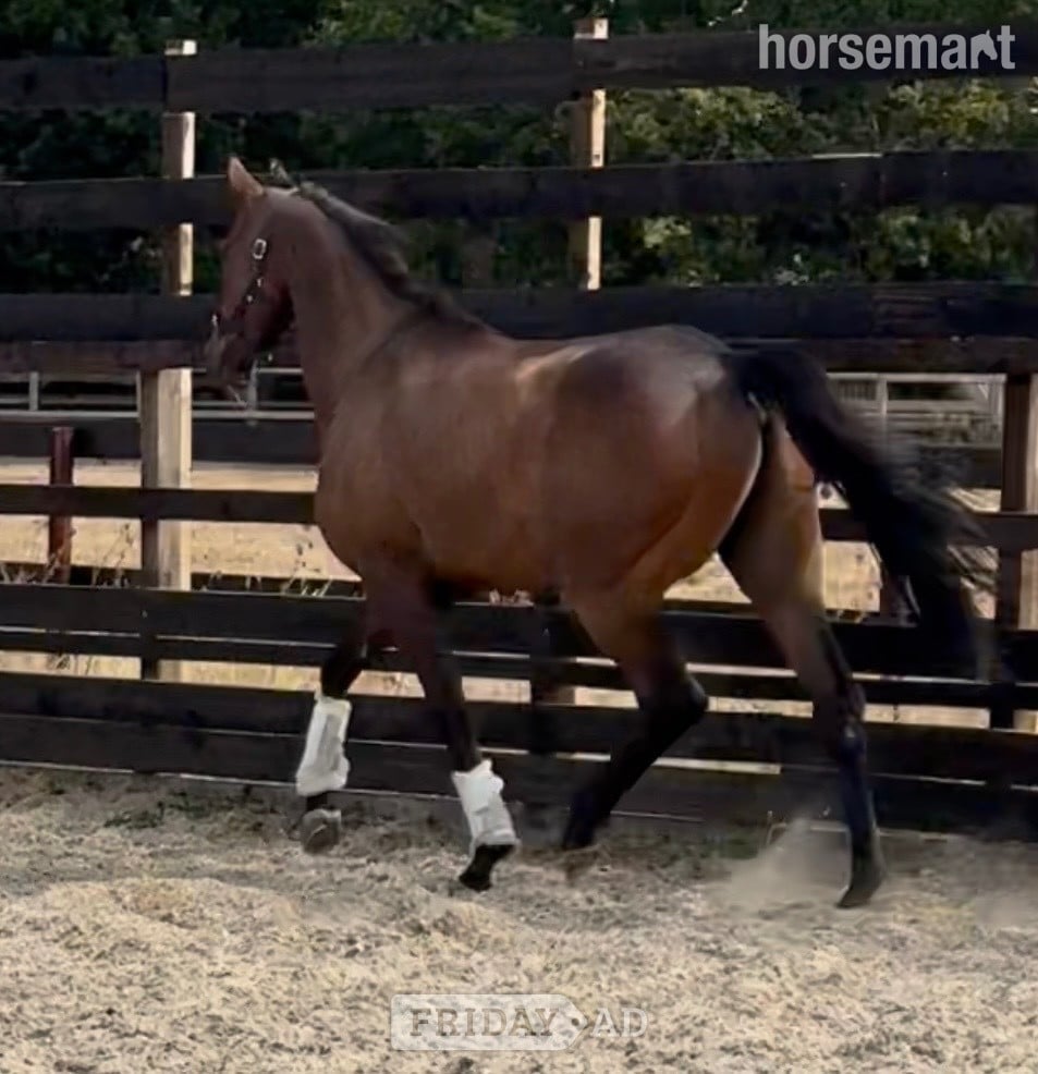 "Dub" Bay Gelding Ex Racehorse - Horses in Newbury