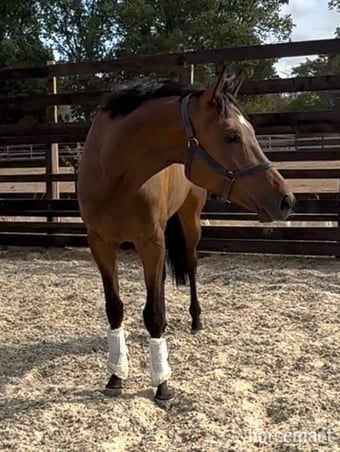 "SAINT " Bay Gelding Ex Racehorse