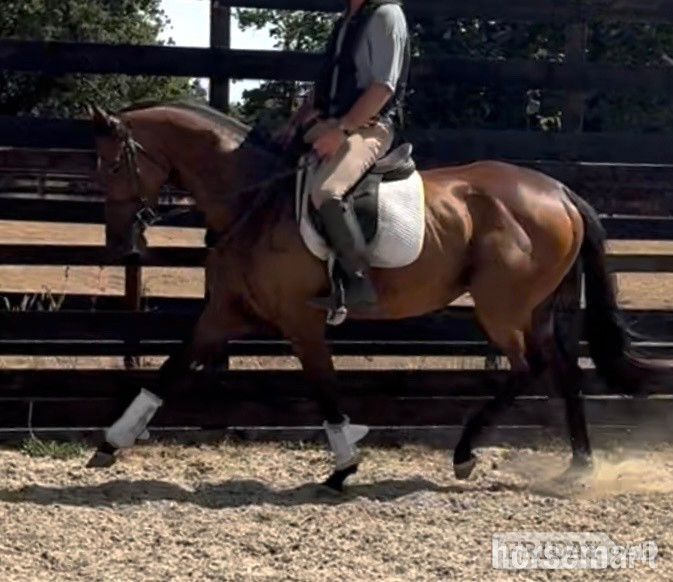 "SAINT " Bay Gelding Ex Racehorse