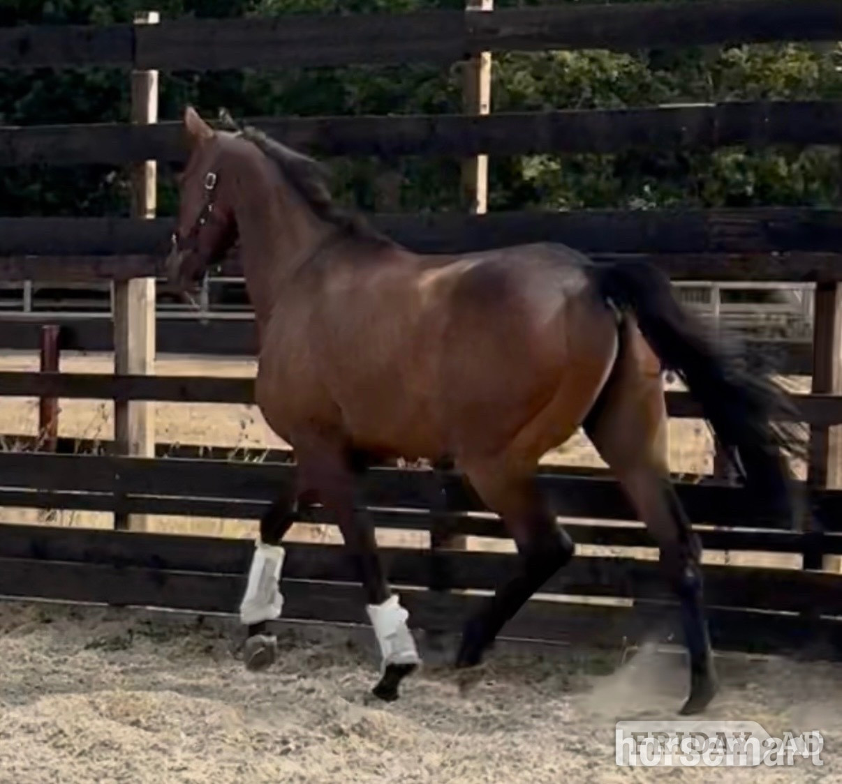 Newbury "SAINT " Bay Gelding Ex Racehorse