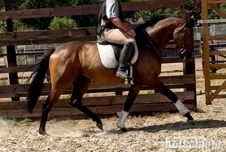 "SAINT " Bay Gelding Ex Racehorse - Horses in Newbury