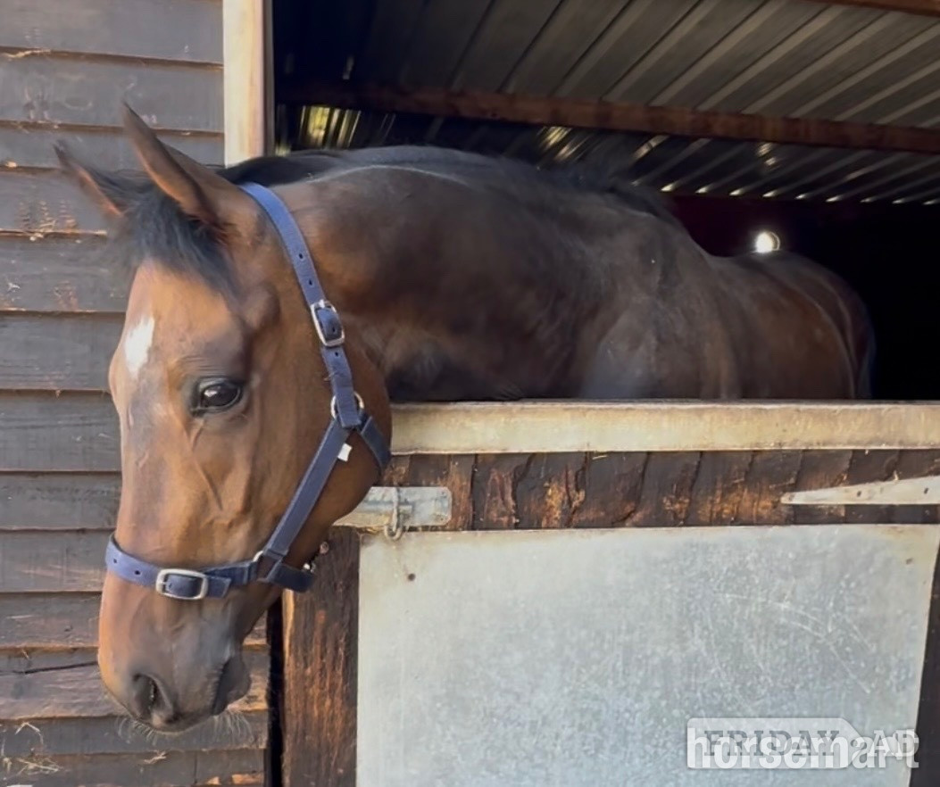 "SAINT " Bay Gelding Ex Racehorse - Horses
