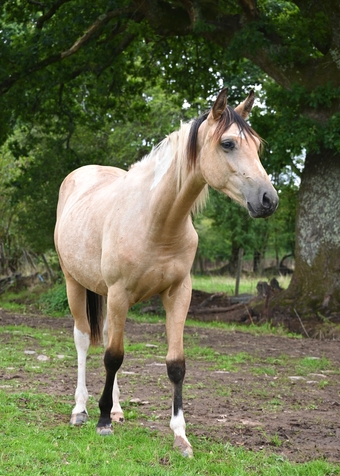 "Longines" Buckskin Gelding Youngstock / Foal