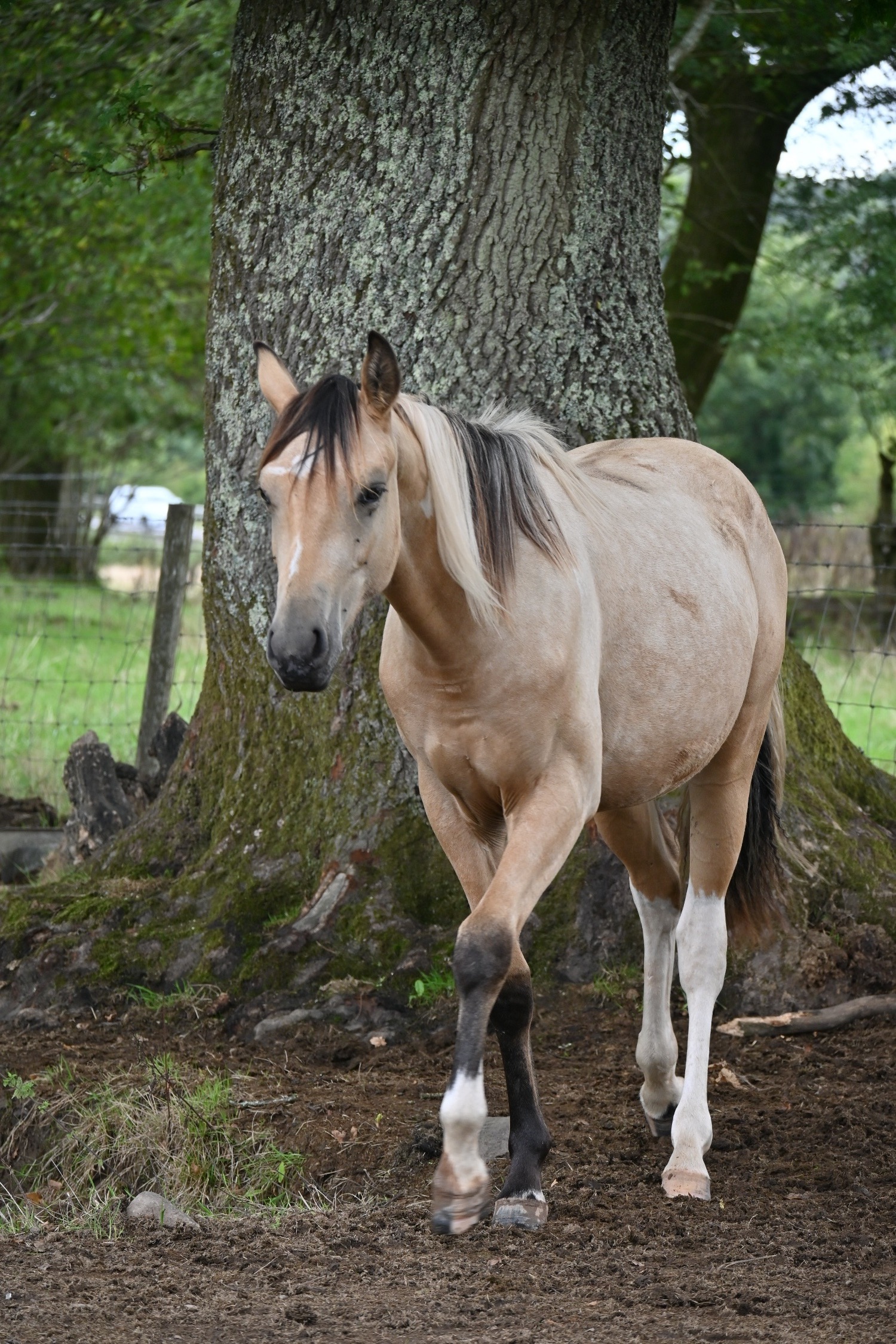 "Longines" Buckskin Gelding Youngstock / Foal