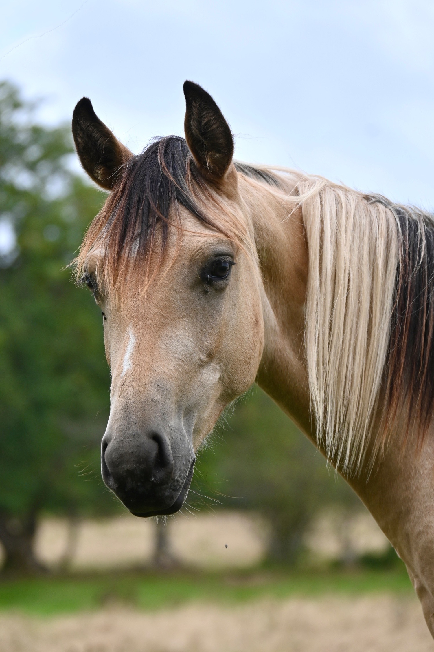 Pontypridd "Longines" Buckskin Gelding Youngstock / Foal