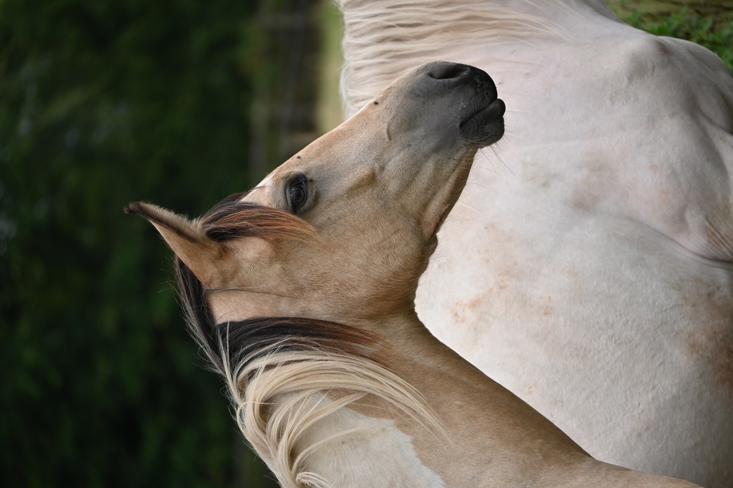 "Longines" Buckskin Gelding Youngstock / Foal - Horses in Pontypridd