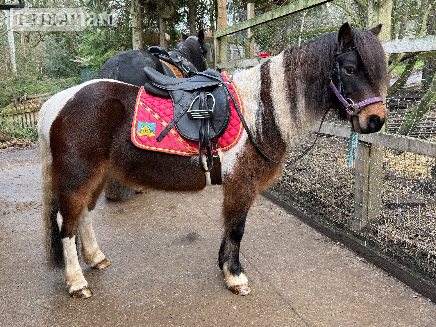 "Bertie " Skewbald Gelding Coloured