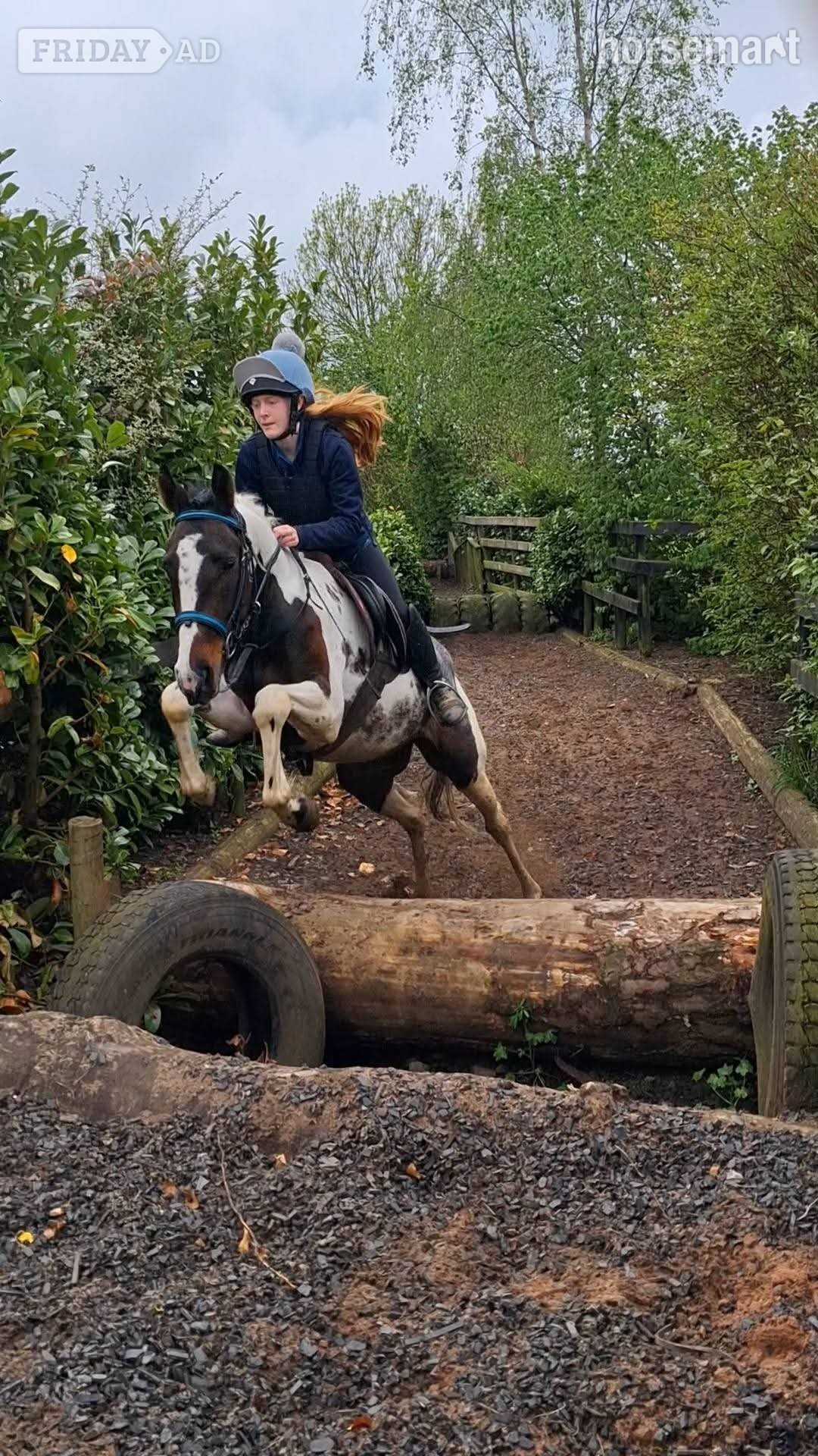 Armagh "Fea" Skewbald Mare All Rounder