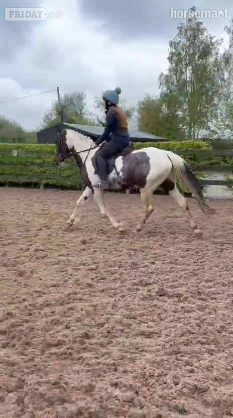 "Fea" Skewbald Mare All Rounder