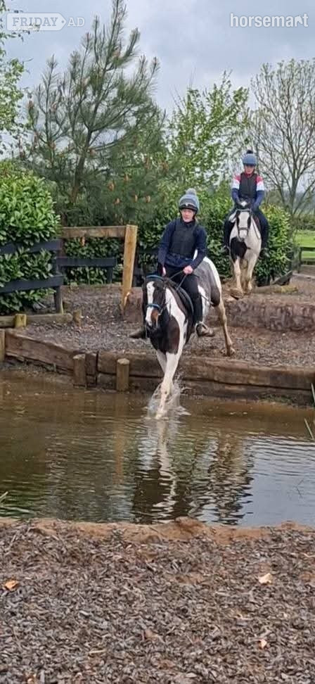"Fea" Skewbald Mare All Rounder - Horses in Armagh