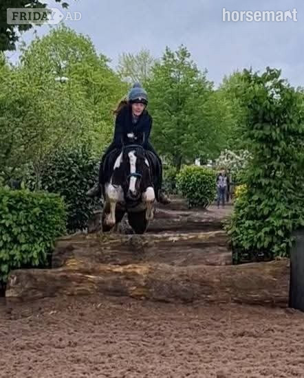 "Fea" Skewbald Mare All Rounder - Horses