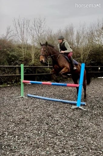 "Jasper" Bay Gelding All Rounder