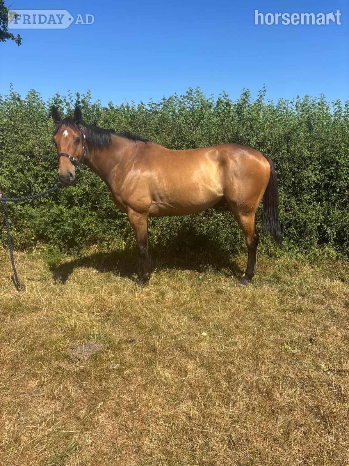 "Jasper" Bay Gelding All Rounder