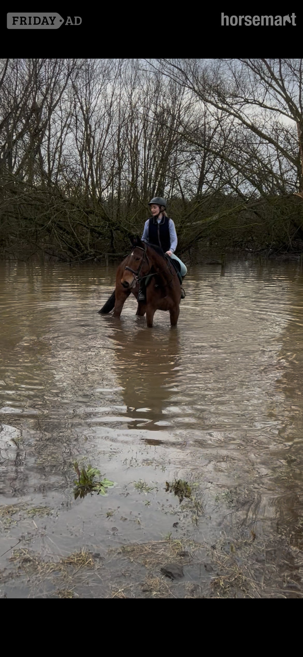 Worcester "Jasper" Bay Gelding All Rounder