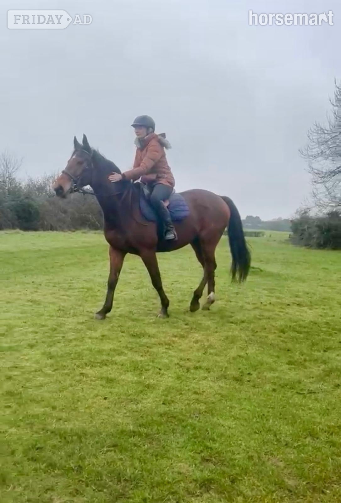 "Jasper" Bay Gelding All Rounder - Horses in Worcester