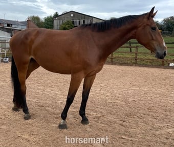 "Twinkle 4yr X Chacco Volo " Bay Mare Young Sport Horse