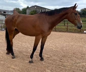 "Twinkle 4yr X Chacco Volo " Bay Mare Young Sport Horse