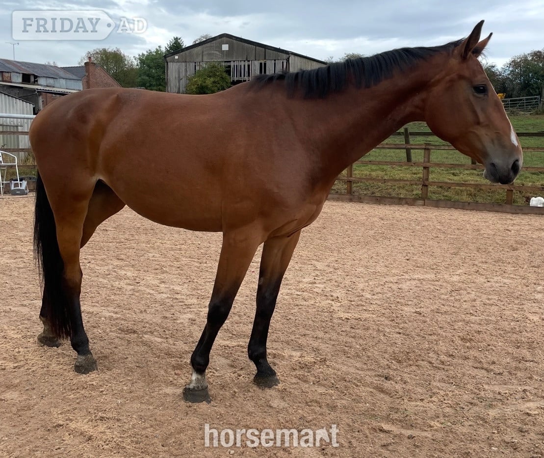 "Twinkle 4yr X Chacco Volo " Bay Mare Young Sport Horse in Stafford