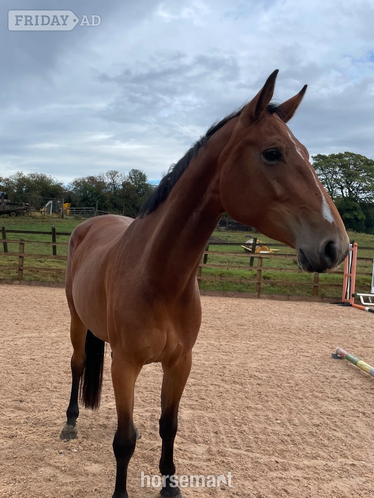 "Twinkle 4yr X Chacco Volo " Bay Mare Young Sport Horse