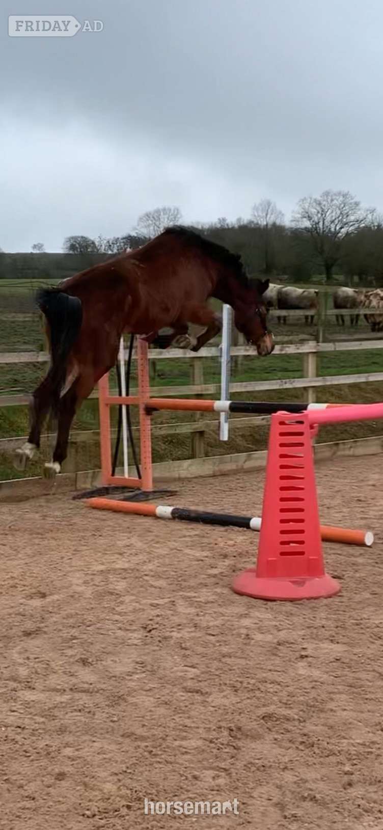 Stafford "Twinkle 4yr X Chacco Volo " Bay Mare Young Sport Horse