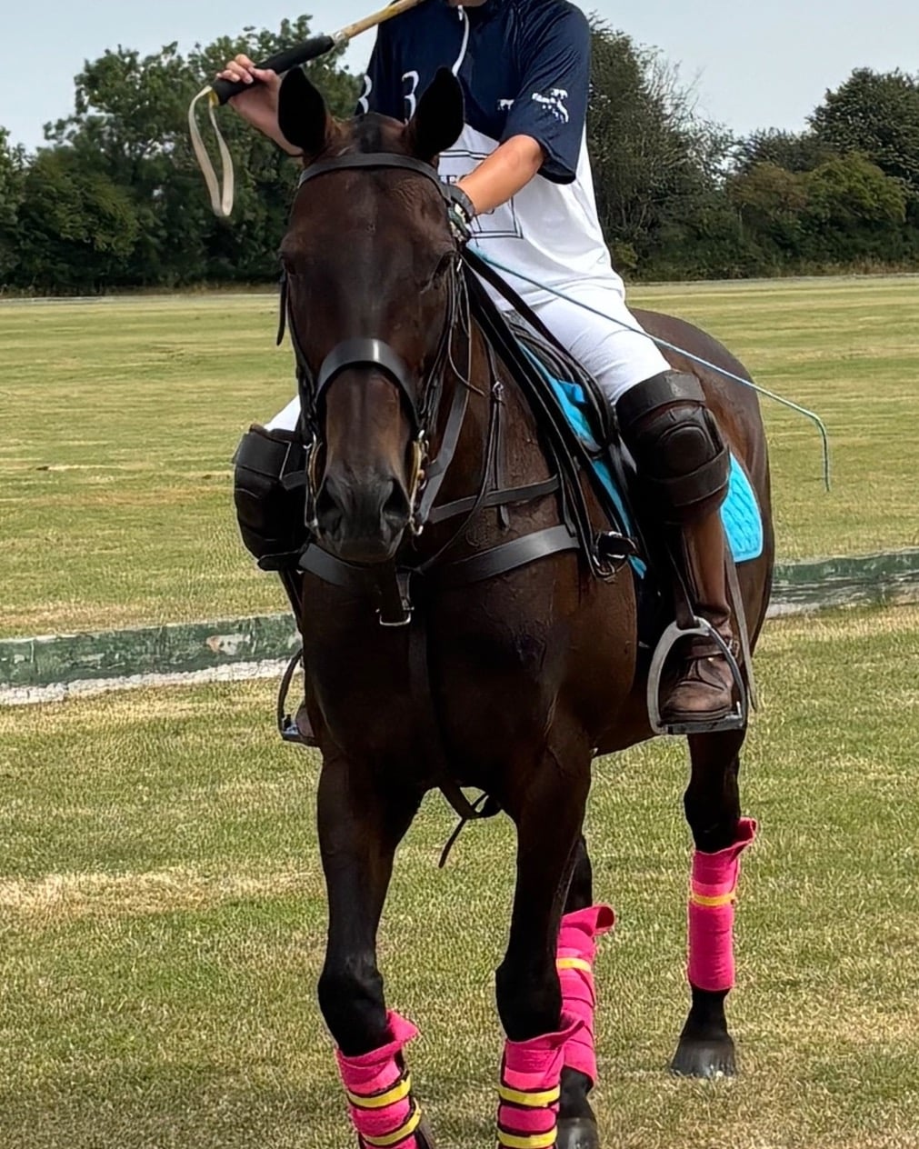 "M" Bay Mare Happy Hacker