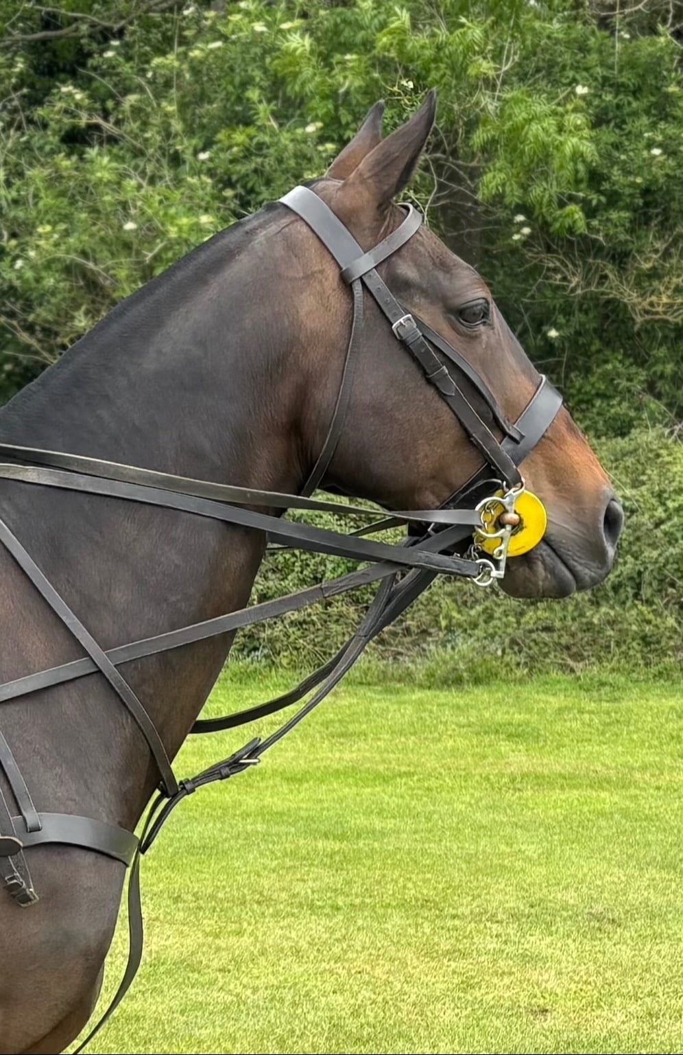 Tetbury "M" Bay Mare Happy Hacker