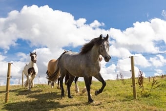 "Bodhi" Steel Grey Gelding All Rounder